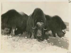 Image of Musk oxen, in defense circle